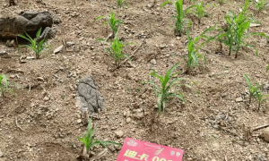 别家种子“不出苗”，它猛长？迪卡008再战西南 